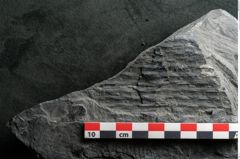 Foto (Detailansicht) von Sigillaria elongata Brongniart (NHMW-GEO-2024-0188-11073)